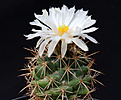 Нажмите на изображение для увеличения.

Название:	Coryphantha_picnacantha.jpg
Просмотров:	148
Размер:	160.8 Кб
ID:	334621