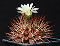 Нажмите на изображение для увеличения.

Название:	Gymnocalycium_schickendantzii.jpg
Просмотров:	134
Размер:	175.0 Кб
ID:	334622