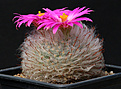 Нажмите на изображение для увеличения.

Название:	Mammillaria_guelzoviana.jpg
Просмотров:	142
Размер:	177.4 Кб
ID:	334623