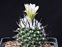 Нажмите на изображение для увеличения.

Название:	Turbinicarpus_roseiflorus_albiflorus.jpg
Просмотров:	139
Размер:	150.9 Кб
ID:	334626