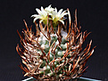 Нажмите на изображение для увеличения.

Название:	Turbinicarpus_schmiedickeanus_flaviflorus.jpg
Просмотров:	140
Размер:	175.6 Кб
ID:	334627