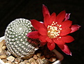 Нажмите на изображение для увеличения.

Название:	Rebutia_heliosa_condorensis_2.JPG
Просмотров:	1315
Размер:	142.9 Кб
ID:	334638