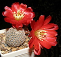 Нажмите на изображение для увеличения.

Название:	Rebutia_heliosa_solisioides_RH1024_405_5.JPG
Просмотров:	1201
Размер:	223.2 Кб
ID:	334639