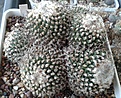 Нажмите на изображение для увеличения.

Название:	panarottoi_grafted.jpg
Просмотров:	144
Размер:	143.0 Кб
ID:	334642