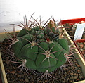 Нажмите на изображение для увеличения.

Название:	Gymnocalycium pflanzii.jpg
Просмотров:	120
Размер:	202.8 Кб
ID:	334644