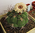 Нажмите на изображение для увеличения.

Название:	Gymnocalycium pflanzii..jpg
Просмотров:	111
Размер:	223.1 Кб
ID:	334645