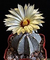 Нажмите на изображение для увеличения.

Название:	Astrophytum COASxCAP.JPG
Просмотров:	139
Размер:	162.7 Кб
ID:	334653