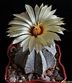 Нажмите на изображение для увеличения.

Название:	Astrophytum COASxCAP..JPG
Просмотров:	137
Размер:	152.7 Кб
ID:	334654