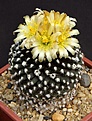 Нажмите на изображение для увеличения.

Название:	Copiapoa_humilis_v_tenuissima_L62B1874.jpg
Просмотров:	133
Размер:	126.2 Кб
ID:	334661