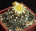 Нажмите на изображение для увеличения.

Название:	Copiapoa_hypogaea_MG85.7_L62B1885.jpg
Просмотров:	134
Размер:	178.8 Кб
ID:	334662