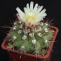 Нажмите на изображение для увеличения.

Название:	Copiapoa_serpentisulcata_Koehres2438_L62B1892.jpg
Просмотров:	137
Размер:	124.8 Кб
ID:	334663