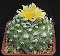 Нажмите на изображение для увеличения.

Название:	Copiapoa_humilis_longispina_MG85.711_L62B1901.jpg
Просмотров:	132
Размер:	174.8 Кб
ID:	334664