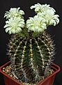 Нажмите на изображение для увеличения.

Название:	Gymnocalycium_mihanovichii_L62B1954.jpg
Просмотров:	134
Размер:	118.7 Кб
ID:	334665