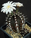 Нажмите на изображение для увеличения.

Название:	Gimnocalycium_cv_Choco_L62B1962.jpg
Просмотров:	135
Размер:	118.8 Кб
ID:	334666