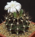 Нажмите на изображение для увеличения.

Название:	Gymnocalycium_friedrichii_v_albiflorum_HU314_L62B1969.jpg
Просмотров:	136
Размер:	136.6 Кб
ID:	334667