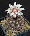 Нажмите на изображение для увеличения.

Название:	Gymnocalycium_cf_ferrari_L62B1975.jpg
Просмотров:	139
Размер:	138.0 Кб
ID:	334668