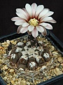 Нажмите на изображение для увеличения.

Название:	Gymnocalycium_cf_riojense_L62B1978.jpg
Просмотров:	138
Размер:	124.7 Кб
ID:	334669