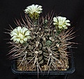 Нажмите на изображение для увеличения.

Название:	Gymnocalycium_pungens_L62B1983.jpg
Просмотров:	142
Размер:	166.3 Кб
ID:	334670