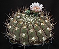 Нажмите на изображение для увеличения.

Название:	Gymnocalycium_pflanzii_albipulpa_MG479.55_L62B1991.jpg
Просмотров:	134
Размер:	167.6 Кб
ID:	334671
