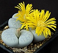 Нажмите на изображение для увеличения.

Название:	Lithops_pseudotruncatella_ssp_volkii_C69_L62B1998.jpg
Просмотров:	164
Размер:	131.8 Кб
ID:	334672