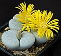 Нажмите на изображение для увеличения.

Название:	Lithops_pseudotruncatella_ssp_volkii_C69_L62B1998.jpg
Просмотров:	151
Размер:	131.8 Кб
ID:	334672