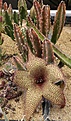 Нажмите на изображение для увеличения.

Название:	Stapelia_gigantea_L62B1917.jpg
Просмотров:	230
Размер:	223.9 Кб
ID:	334673