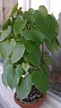Нажмите на изображение для увеличения.

Название:	Dioscorea.jpg
Просмотров:	216
Размер:	164.6 Кб
ID:	334690