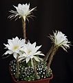 Нажмите на изображение для увеличения.

Название:	Echinopsis_subdenudata_L62B2029.jpg
Просмотров:	132
Размер:	84.4 Кб
ID:	334694