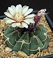 Нажмите на изображение для увеличения.

Название:	Gymnocalycium_bayrianum_Koehres_L62B2058.jpg
Просмотров:	127
Размер:	135.9 Кб
ID:	334697