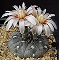 Нажмите на изображение для увеличения.

Название:	Gymnocalycium_berchtii_GN158-418_L62B2065L.jpg
Просмотров:	141
Размер:	209.8 Кб
ID:	334698