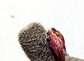 Нажмите на изображение для увеличения.

Название:	Aylostera heliosa v.solisioides RH1024_fruits_6.13.jpg
Просмотров:	1302
Размер:	73.6 Кб
ID:	334703