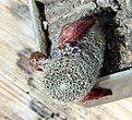 Нажмите на изображение для увеличения.

Название:	Aylostera heliosa v.solisioides RH1024_fruits_6.131.jpg
Просмотров:	1314
Размер:	137.4 Кб
ID:	334704