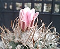 Нажмите на изображение для увеличения.

Название:	Turbinicarpus_sp..jpg
Просмотров:	115
Размер:	79.6 Кб
ID:	334705