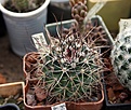 Нажмите на изображение для увеличения.

Название:	Mammillaria papasquiarensis_7y_9.12.jpg
Просмотров:	495
Размер:	145.9 Кб
ID:	334706