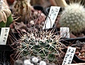 Нажмите на изображение для увеличения.

Название:	Mammillaria papasquiarensis_8y_5.13.jpg
Просмотров:	522
Размер:	136.1 Кб
ID:	334707
