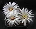 Нажмите на изображение для увеличения.

Название:	Gymnocalycium_spec.VG314_ovati_.jpg
Просмотров:	118
Размер:	170.3 Кб
ID:	334715