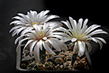 Нажмите на изображение для увеличения.

Название:	Gymnocalycium_spec.VG314_ovati.jpg
Просмотров:	131
Размер:	212.5 Кб
ID:	334717