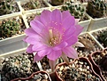 Нажмите на изображение для увеличения.

Название:	Lobivia_hybr._larae_x_echinopsis_sp.L400.JPG
Просмотров:	132
Размер:	76.8 Кб
ID:	334730