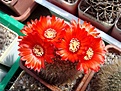 Нажмите на изображение для увеличения.

Название:	Parodia_sanguiniflora.JPG
Просмотров:	139
Размер:	95.0 Кб
ID:	334735