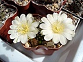 Нажмите на изображение для увеличения.

Название:	Rebutia_krainziana_v.albiflora.JPG
Просмотров:	136
Размер:	60.6 Кб
ID:	334738