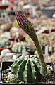 Нажмите на изображение для увеличения.

Название:	Echinopsis_eiriesiiMG.jpg
Просмотров:	139
Размер:	183.4 Кб
ID:	334748