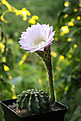 Нажмите на изображение для увеличения.

Название:	Echinopsis_eiriesii+.jpg
Просмотров:	141
Размер:	244.1 Кб
ID:	334749