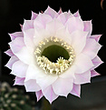 Нажмите на изображение для увеличения.

Название:	Echinopsis_eiriesii_.jpg
Просмотров:	135
Размер:	212.7 Кб
ID:	334750
