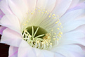 Нажмите на изображение для увеличения.

Название:	Echinopsis_eiriesii.jpg
Просмотров:	137
Размер:	158.5 Кб
ID:	334751