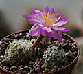 Нажмите на изображение для увеличения.

Название:	Mammillaria_haudeana.jpg
Просмотров:	127
Размер:	155.6 Кб
ID:	334761