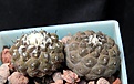 Нажмите на изображение для увеличения.

Название:	Copiapoa hypogaea Lizard Skin_5y_6.13.jpg
Просмотров:	253
Размер:	100.9 Кб
ID:	334767