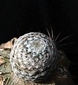 Нажмите на изображение для увеличения.

Название:	Mammillaria egregia_6.13.jpg
Просмотров:	473
Размер:	108.4 Кб
ID:	334768