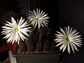 Нажмите на изображение для увеличения.

Название:	Setiechinopsis_mirabilis.jpg
Просмотров:	144
Размер:	113.0 Кб
ID:	334884