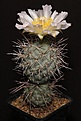 Нажмите на изображение для увеличения.

Название:	Tephrocactus_cf_alexanderi_L62B2111.jpg
Просмотров:	148
Размер:	103.0 Кб
ID:	334887