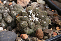 Нажмите на изображение для увеличения.

Название:	Copiapoa_hypogaea_lizard_skin.jpg
Просмотров:	136
Размер:	195.7 Кб
ID:	334890